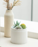 παχυφυτα σε κουτι