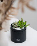 παχυφυτα σε κουτι