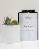 παχυφυτα σε κουτι δωρου