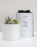 παχυφυτα σε κουτι