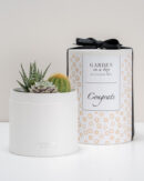 παχυφυτα σε κουτι