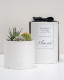 παχυφυτα σε κουτι