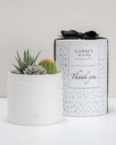 παχυφυτα σε κουτι