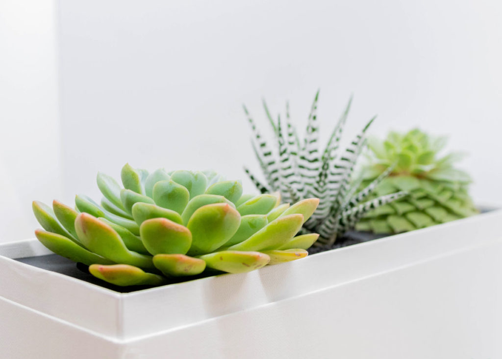 original-multiple-w-2 παχυφυτα σε κουτι